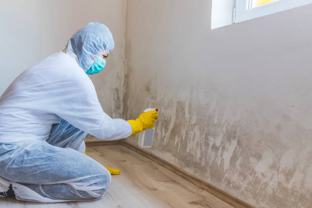 Licensed Mold Remediation service in Bel Air, MD - WQB Mold Removal